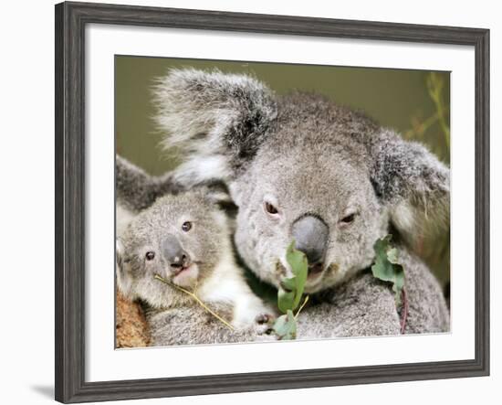 An 8-Month-Old Koala Joey-null-Framed Photographic Print