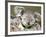 An 8-Month-Old Koala Joey-null-Framed Photographic Print