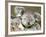 An 8-Month-Old Koala Joey-null-Framed Photographic Print