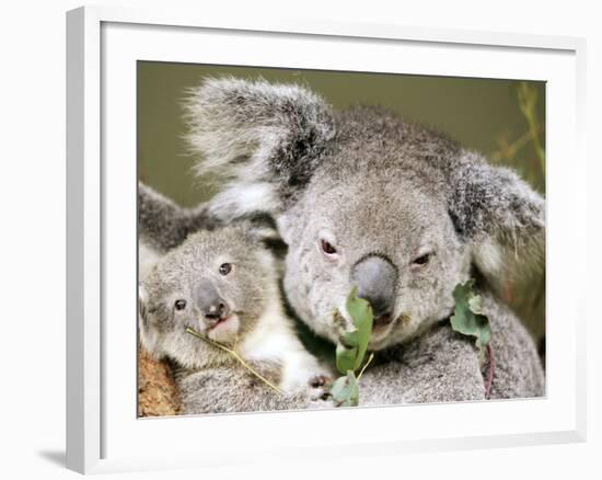 An 8-Month-Old Koala Joey-null-Framed Photographic Print