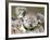 An 8-Month-Old Koala Joey-null-Framed Photographic Print