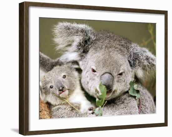 An 8-Month-Old Koala Joey-null-Framed Photographic Print