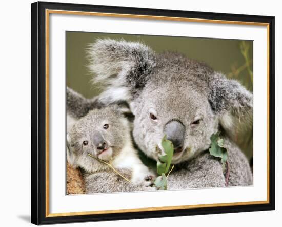 An 8-Month-Old Koala Joey-null-Framed Photographic Print