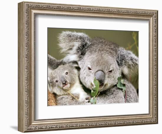 An 8-Month-Old Koala Joey-null-Framed Photographic Print