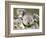 An 8-Month-Old Koala Joey-null-Framed Photographic Print