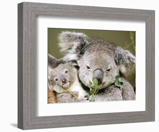 An 8-Month-Old Koala Joey-null-Framed Photographic Print