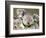 An 8-Month-Old Koala Joey-null-Framed Photographic Print