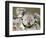 An 8-Month-Old Koala Joey-null-Framed Photographic Print