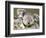 An 8-Month-Old Koala Joey-null-Framed Photographic Print