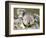 An 8-Month-Old Koala Joey-null-Framed Photographic Print