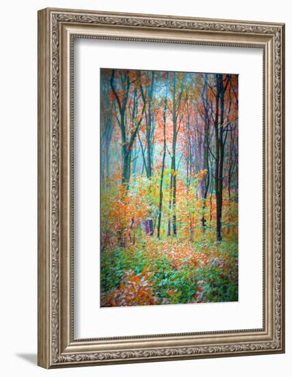 An Abstract Multicolorl Montage from the Forest, Photographic Layer Work-Alaya Gadeh-Framed Photographic Print