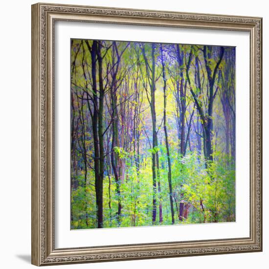 An Abstract Multicolorl Montage from the Forest, Photographic Layer Work-Alaya Gadeh-Framed Photographic Print