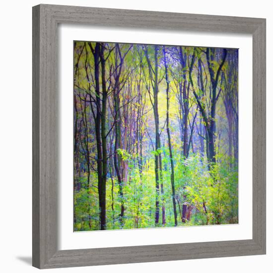 An Abstract Multicolorl Montage from the Forest, Photographic Layer Work-Alaya Gadeh-Framed Photographic Print