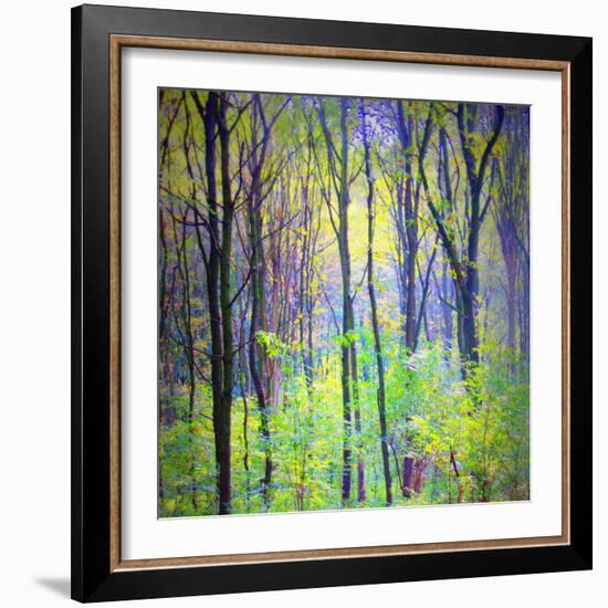 An Abstract Multicolorl Montage from the Forest, Photographic Layer Work-Alaya Gadeh-Framed Photographic Print