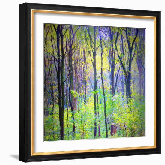 An Abstract Multicolorl Montage from the Forest, Photographic Layer Work-Alaya Gadeh-Framed Photographic Print