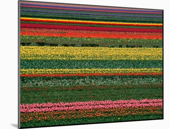 An Abstract View of These Tulip Fields Create a Rainbow of Color. this Field is Loca…, 2001 (Photo)-Sisse Brimberg-Mounted Giclee Print