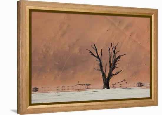 An Acacia Tree and Sand Dune in Namibia's  Namib-Naukluft National Park-Alex Saberi-Framed Premier Image Canvas