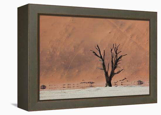 An Acacia Tree and Sand Dune in Namibia's  Namib-Naukluft National Park-Alex Saberi-Framed Premier Image Canvas