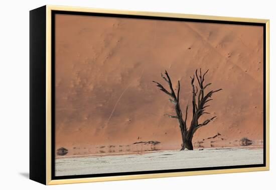 An Acacia Tree and Sand Dune in Namibia's  Namib-Naukluft National Park-Alex Saberi-Framed Premier Image Canvas