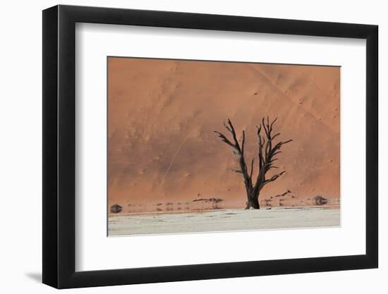 An Acacia Tree and Sand Dune in Namibia's  Namib-Naukluft National Park-Alex Saberi-Framed Photographic Print