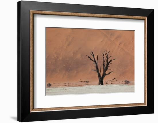 An Acacia Tree and Sand Dune in Namibia's  Namib-Naukluft National Park-Alex Saberi-Framed Photographic Print