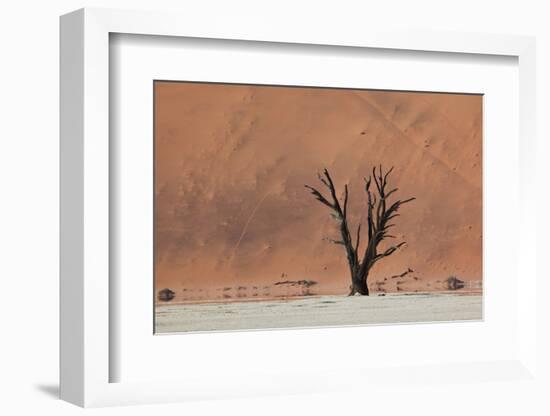 An Acacia Tree and Sand Dune in Namibia's  Namib-Naukluft National Park-Alex Saberi-Framed Photographic Print