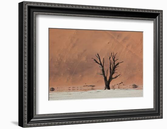 An Acacia Tree and Sand Dune in Namibia's  Namib-Naukluft National Park-Alex Saberi-Framed Photographic Print