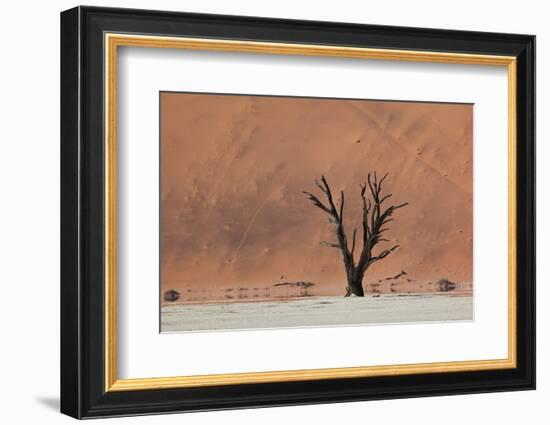 An Acacia Tree and Sand Dune in Namibia's  Namib-Naukluft National Park-Alex Saberi-Framed Photographic Print