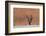 An Acacia Tree and Sand Dune in Namibia's  Namib-Naukluft National Park-Alex Saberi-Framed Photographic Print