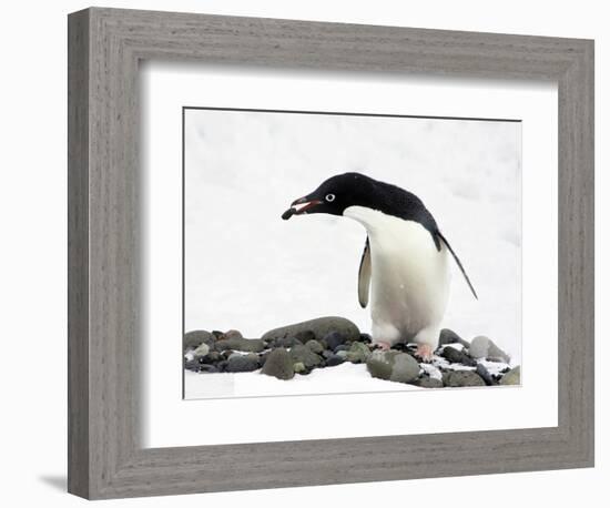 An Adelie Penguin (Pygoscelis Adeliae) at Paulet Island, Antarctica-Miva Stock-Framed Photographic Print