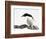 An Adelie Penguin (Pygoscelis Adeliae) at Paulet Island, Antarctica-Miva Stock-Framed Photographic Print