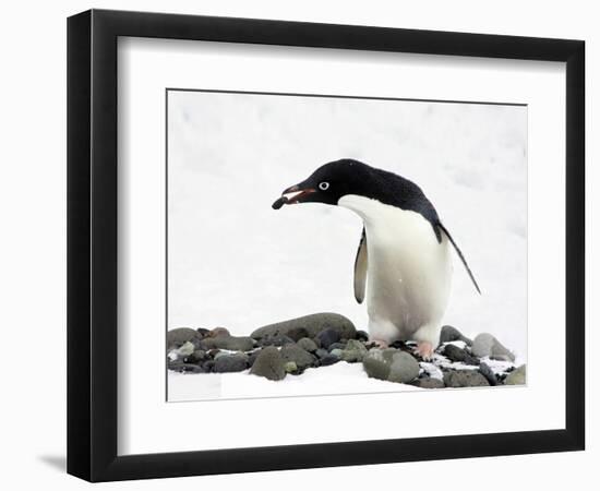 An Adelie Penguin (Pygoscelis Adeliae) at Paulet Island, Antarctica-Miva Stock-Framed Photographic Print