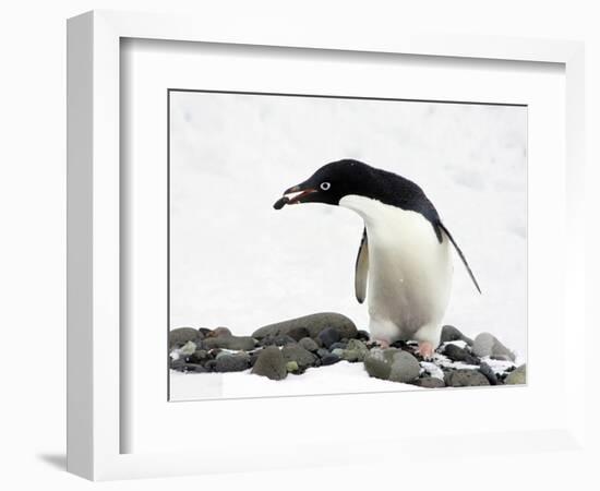 An Adelie Penguin (Pygoscelis Adeliae) at Paulet Island, Antarctica-Miva Stock-Framed Photographic Print