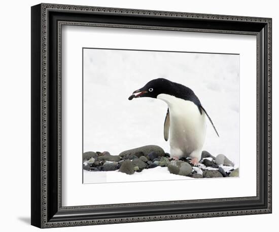 An Adelie Penguin (Pygoscelis Adeliae) at Paulet Island, Antarctica-Miva Stock-Framed Photographic Print