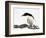 An Adelie Penguin (Pygoscelis Adeliae) at Paulet Island, Antarctica-Miva Stock-Framed Photographic Print