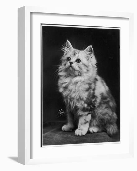 An Adorable Fluffy Kitten Looks up at Its Owner-null-Framed Photographic Print