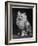 An Adorable Fluffy Kitten Looks up at Its Owner-null-Framed Photographic Print