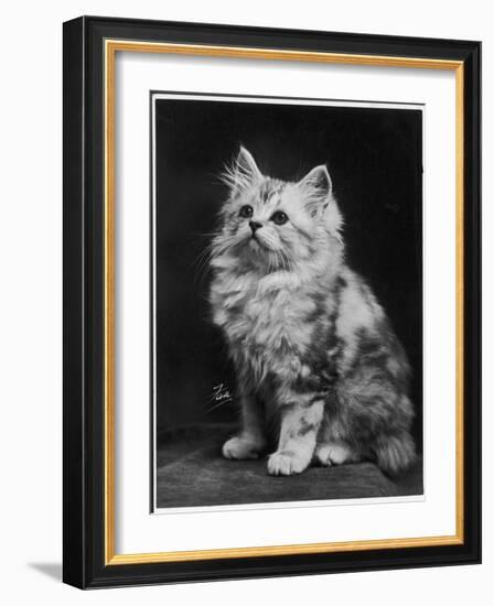 An Adorable Fluffy Kitten Looks up at Its Owner-null-Framed Photographic Print