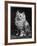 An Adorable Fluffy Kitten Looks up at Its Owner-null-Framed Photographic Print