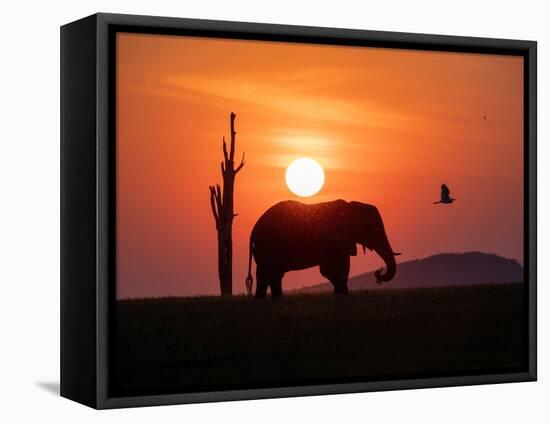 An adult African bush elephant (Loxodonta africana) at sunset on the shoreline of Lake Kariba-Michael Nolan-Framed Premier Image Canvas