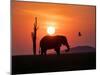 An adult African bush elephant (Loxodonta africana) at sunset on the shoreline of Lake Kariba-Michael Nolan-Mounted Photographic Print