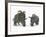 An Adult Albertaceratops Compared to a Modern Adult White Rhinoceros-Stocktrek Images-Framed Photographic Print