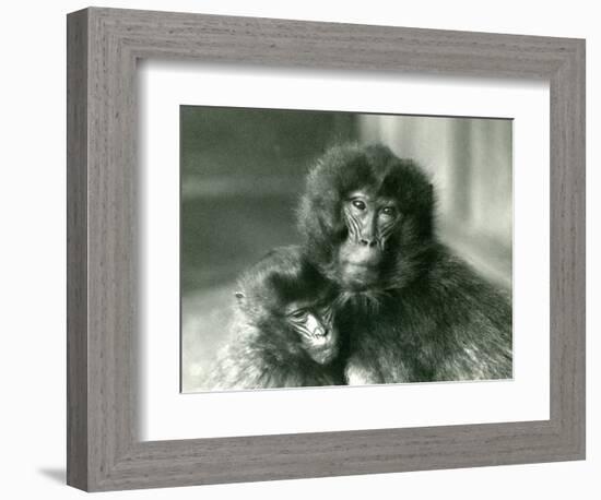 An Adult and Young Gelada/Bleeding Heart Monkey at London Zoo in January 1925 (B/W Photo)-Frederick William Bond-Framed Giclee Print