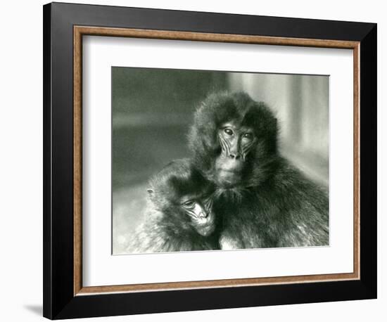 An Adult and Young Gelada/Bleeding Heart Monkey at London Zoo in January 1925 (B/W Photo)-Frederick William Bond-Framed Giclee Print