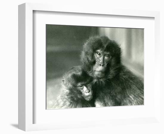 An Adult and Young Gelada/Bleeding Heart Monkey at London Zoo in January 1925 (B/W Photo)-Frederick William Bond-Framed Giclee Print