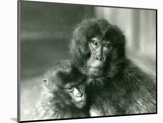 An Adult and Young Gelada/Bleeding Heart Monkey at London Zoo in January 1925 (B/W Photo)-Frederick William Bond-Mounted Giclee Print