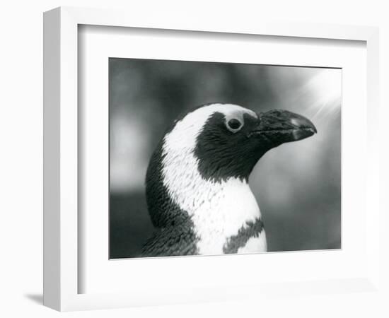 An Adult Black-Footed/Jackass/African Penguin at London Zoo, September 1925 (B/W Photo)-Frederick William Bond-Framed Giclee Print