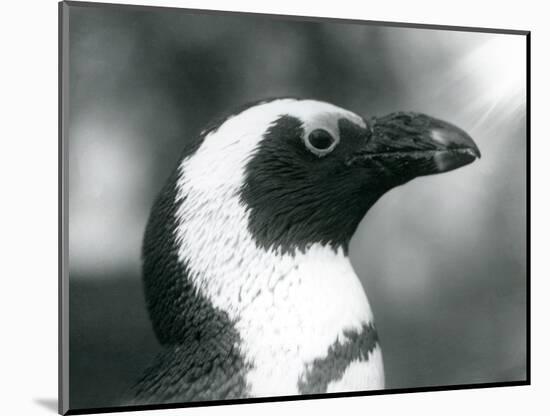 An Adult Black-Footed/Jackass/African Penguin at London Zoo, September 1925 (B/W Photo)-Frederick William Bond-Mounted Giclee Print