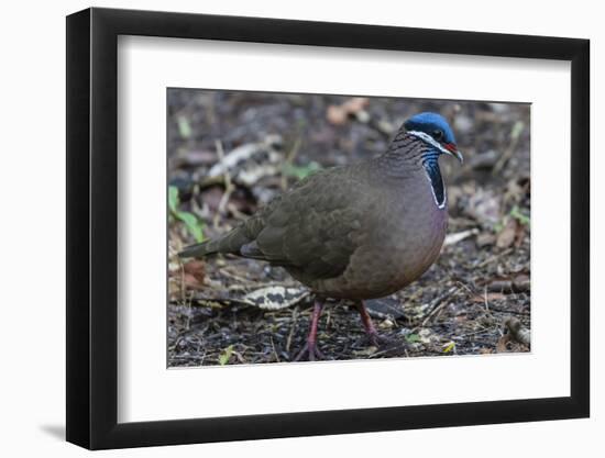 An adult blue-headed quail-dove (Starnoenas cyanocephala), Zapata National Park, endemic to Cuba, C-Michael Nolan-Framed Photographic Print