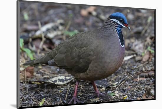 An adult blue-headed quail-dove (Starnoenas cyanocephala), Zapata National Park, endemic to Cuba, C-Michael Nolan-Mounted Photographic Print